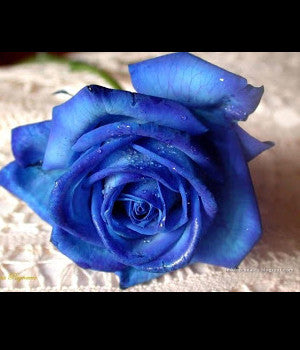 Blue Rose